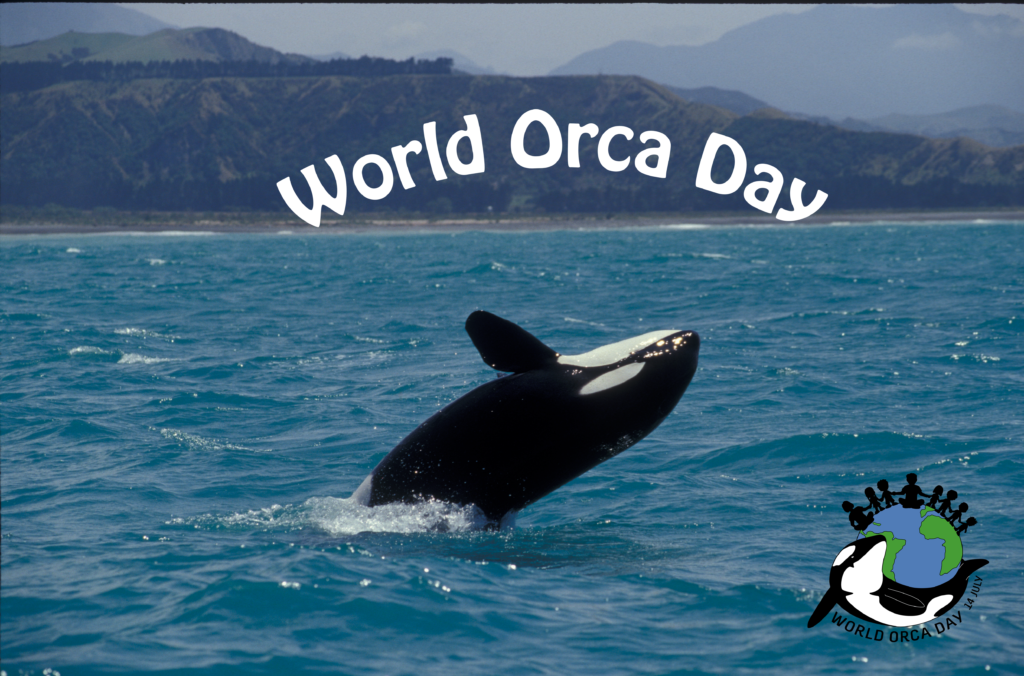 Killer Whale breaching out of the water on World Orca Day