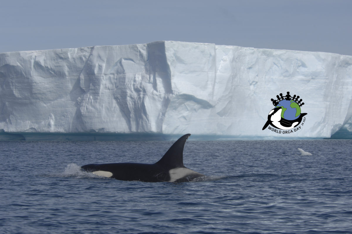 World Orca Day Come Celebrate and Protect Orca!