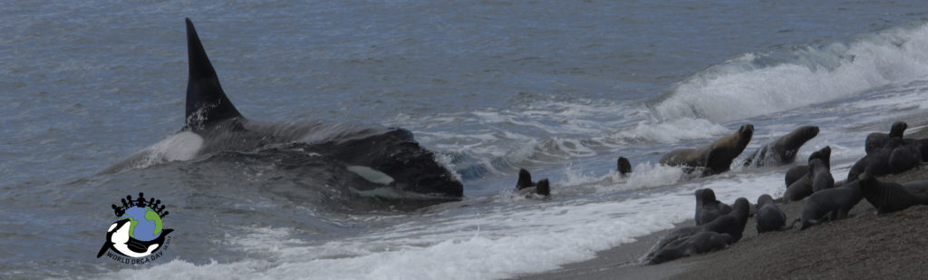 Orca hunting sea lions in Punta Norte, Argentina. Come celebrate World Orca Day with us!