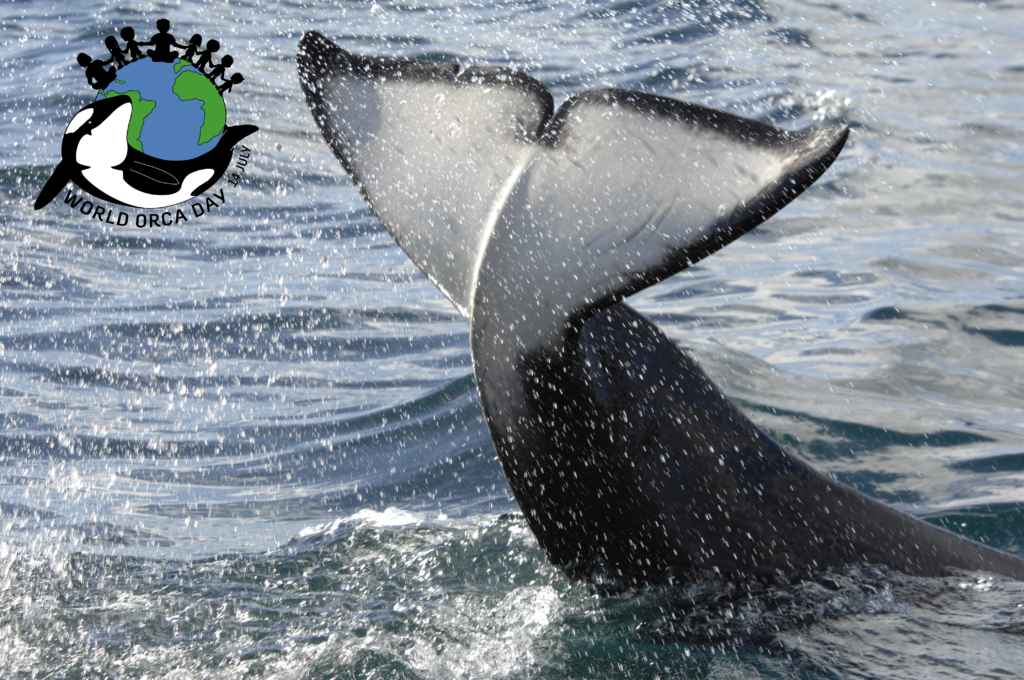 Orca flucke Orca or killer whale slapping its flucke at the ocean surface for World Orca Day July 14.