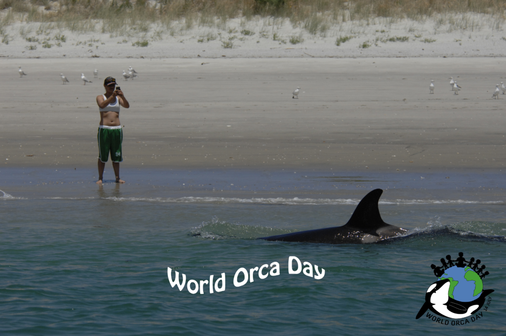 Orca swimming by the beach A person is taking a picture of an orca swimming by the beach for World Orca Day