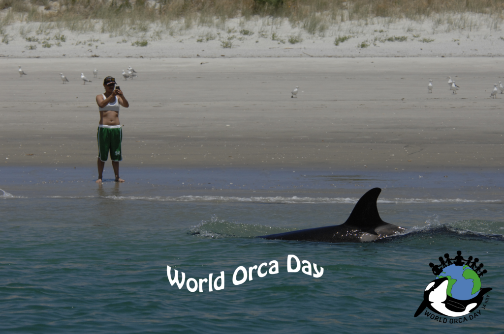 A person is taking a picture of an orca swimming by the beach for World Orca Day