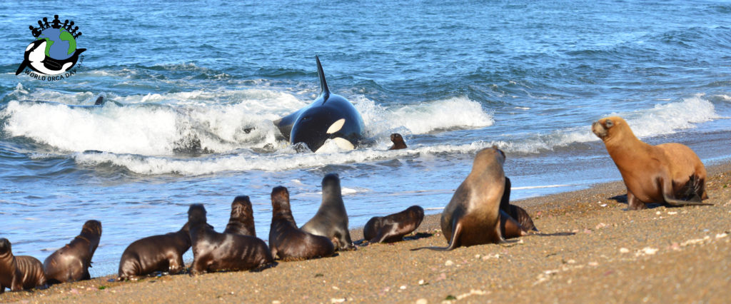 An orca stranded on the beach hunting sea lions in Punta Norte Argentina