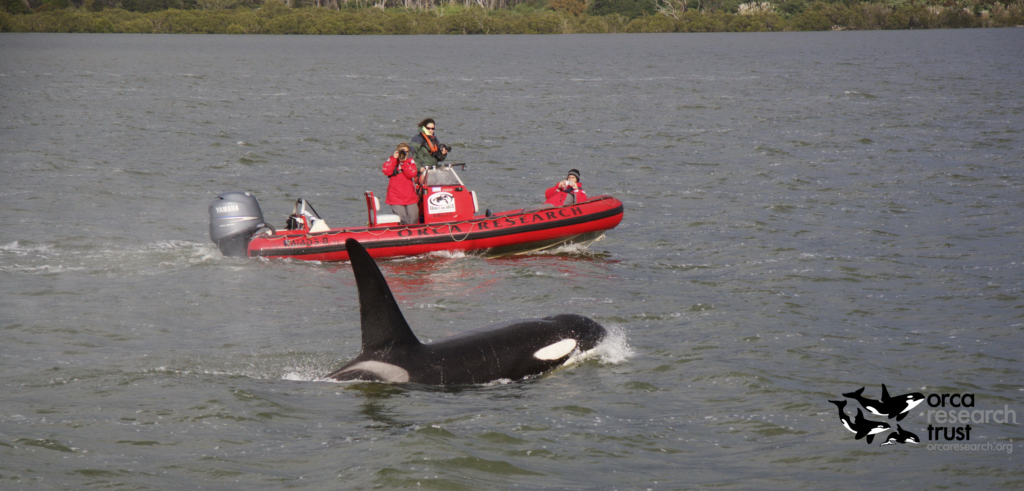 Dr. Ingrid Visser from Orca Research Trust on her red boat following a killer whale