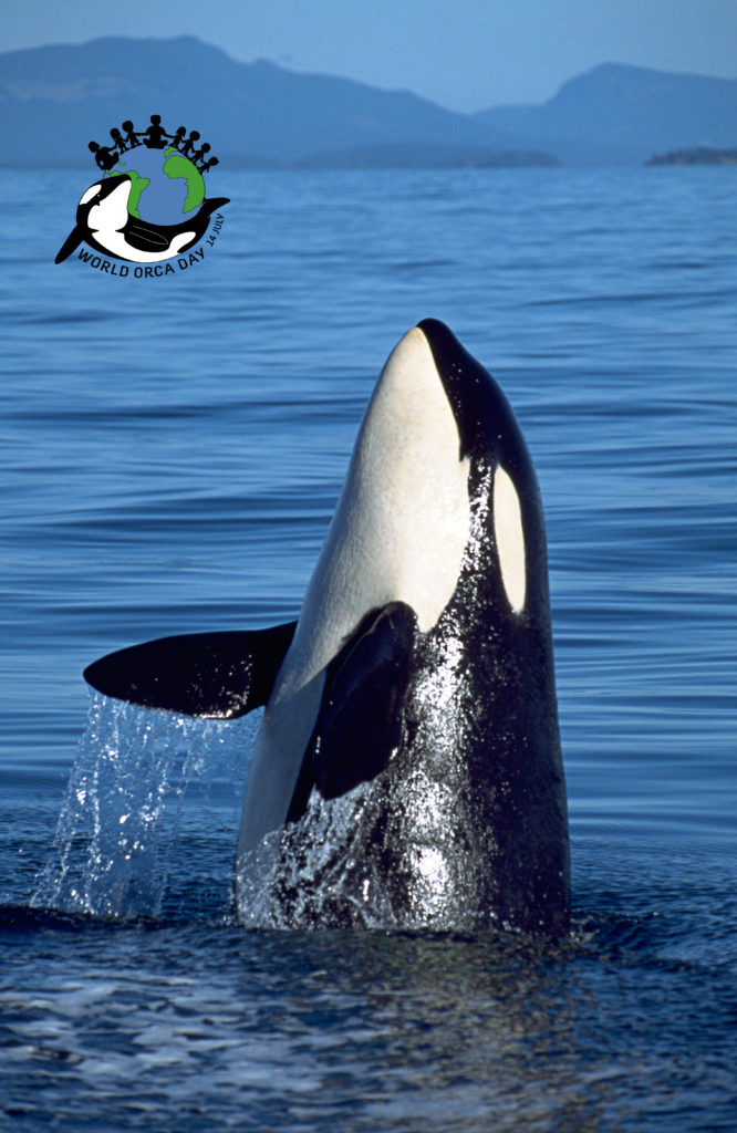 A young killer whale jumping out of the water in Canada