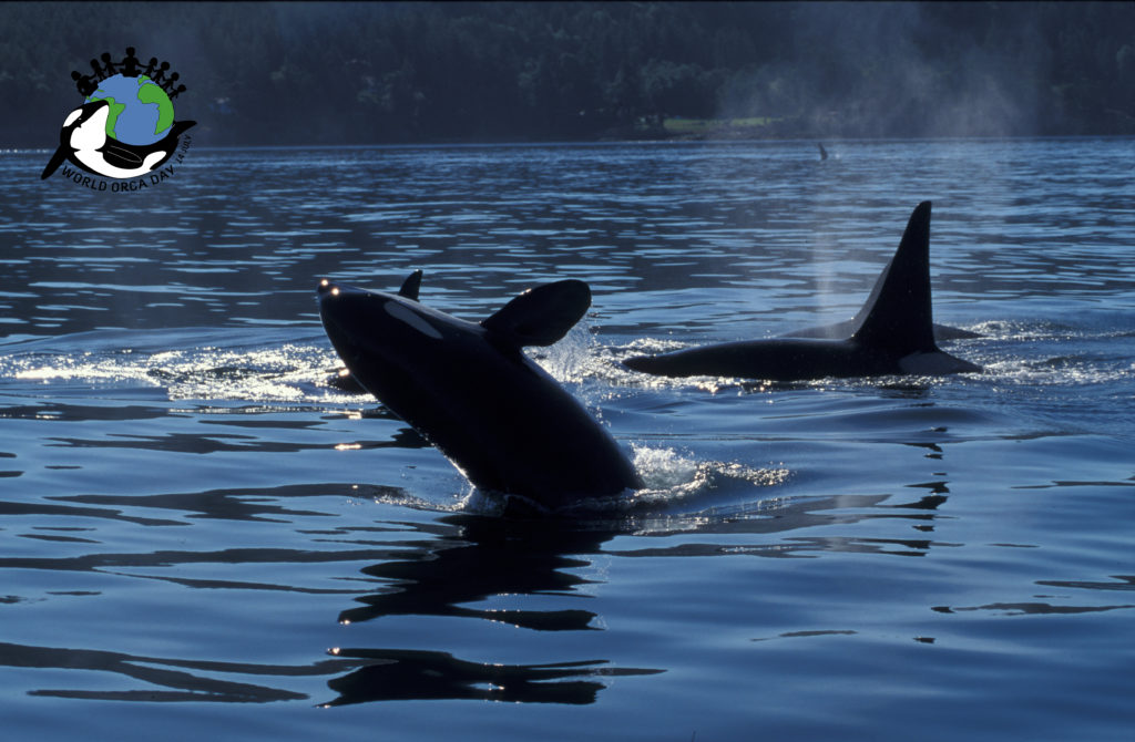 A group of orca in Canada swimming and breaching on the surface