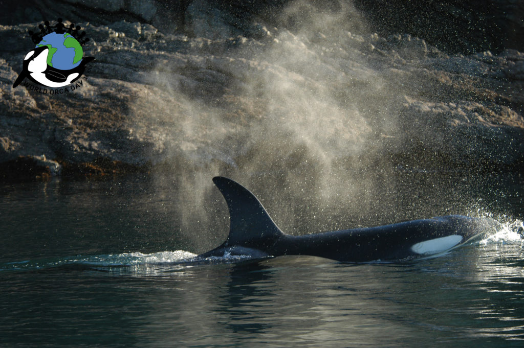Orca blowing and breathing on the surface.