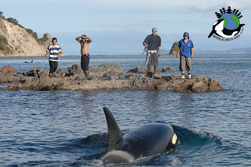 Wild orca investigates a group of men standing on rocks