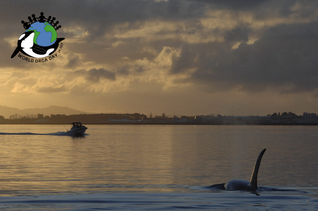 Orca swimming on the surface with boat coming towards it