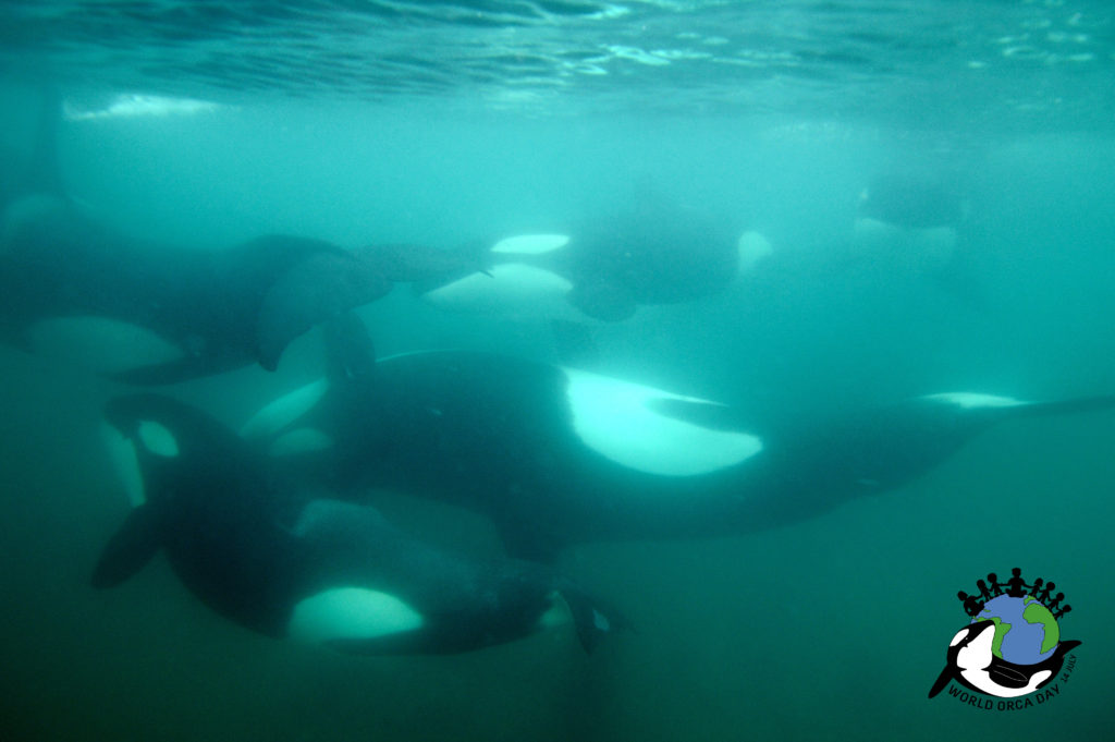 Orca famly swimming underwater