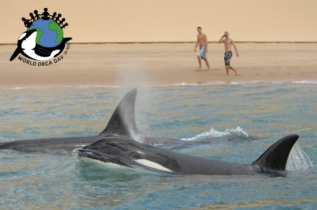 Orcas swimming along the beach with two humans filming.