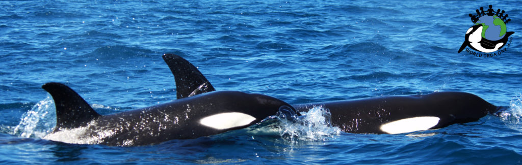 Orcas swimming on the surface of the ocean