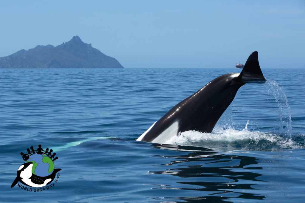 Orca waving its tail