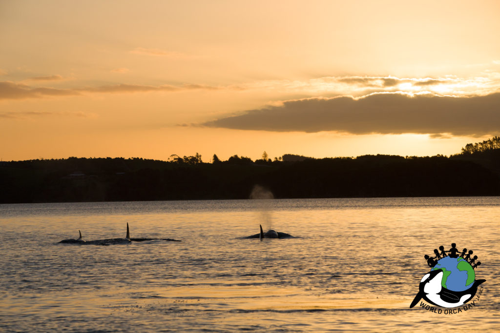 Orca family swimming away in the sunset. Thanks to all the supporters of orca conservation and World Orca Day to help protect this beautiful species!