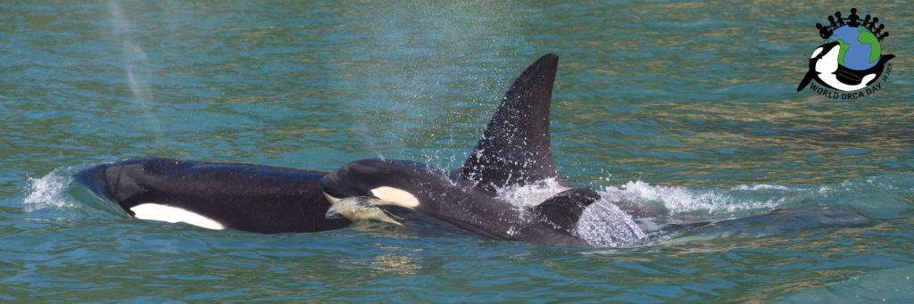 Mother orca and calf are swimming on the surface breathing