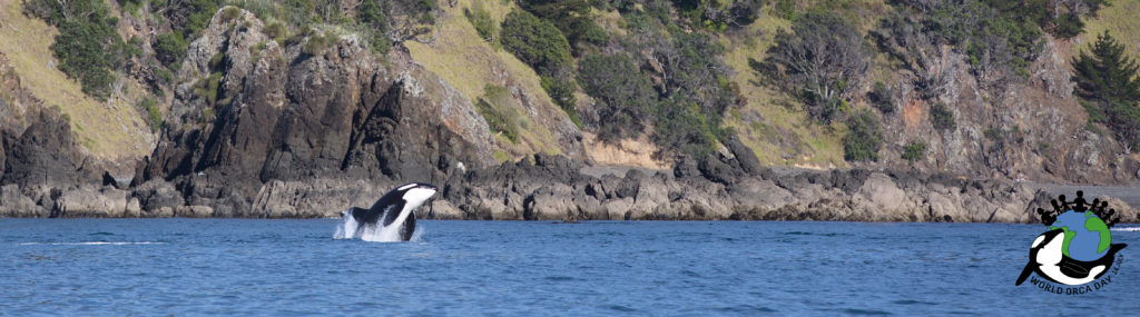 Orca breaching out of the water along the coastline