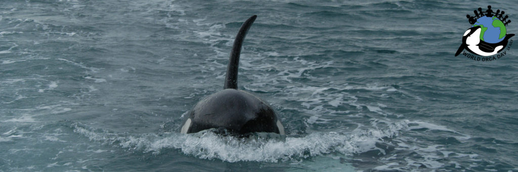 Orca swimming on the surface toward the camera lifting its head up