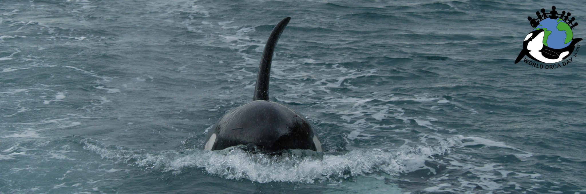 Threats To Orca - World Orca Day