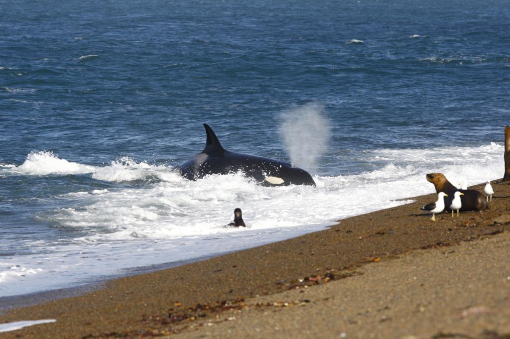 Orca stranded on the beach to catch sea lions in Punta Norte in Argentina